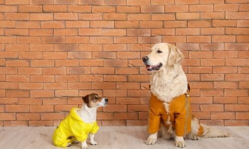 【2024年4月】おすすめの犬用レインコート10選