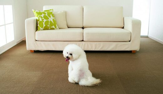 【2024年4月】おすすめの犬用品10選