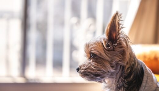 【2024年4月】犬がいる家におすすめの空気清浄機10選